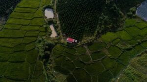 imtranchaumy22365648